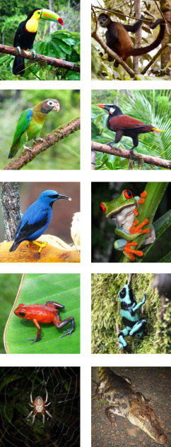 Compil animals Costa Rica