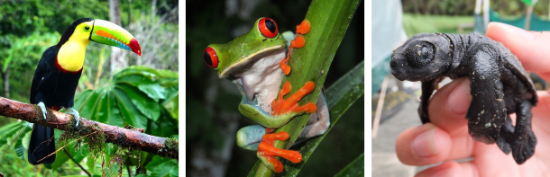 Biodiversité Faune Costa Rica