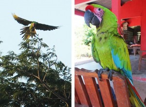 Great Green Macaw Panama