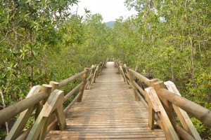 Mangrove du Parc d'Utria - Chocó Colombie